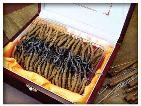 陵水冬虫夏草回收